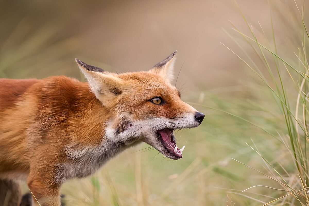 OCUK53707: Alert Red Fox in Natural Habitat