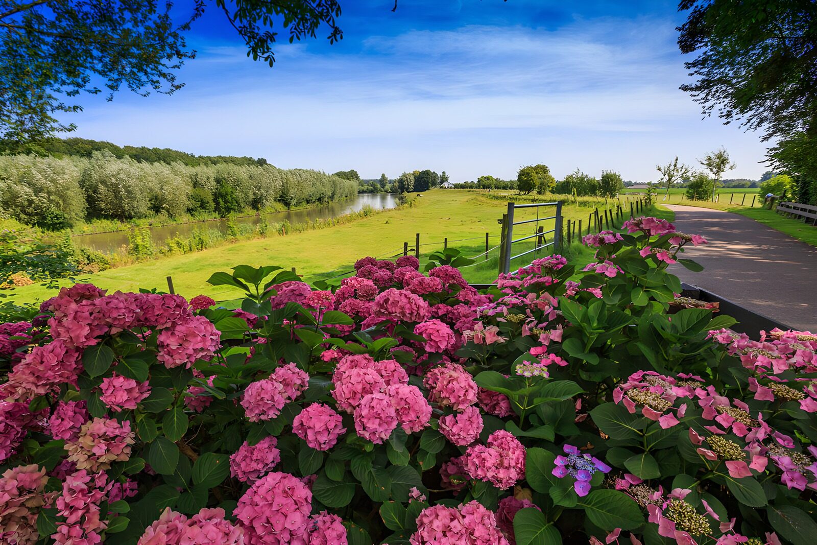 OCUK46281: Serene Hydrangeas by the Riverbank