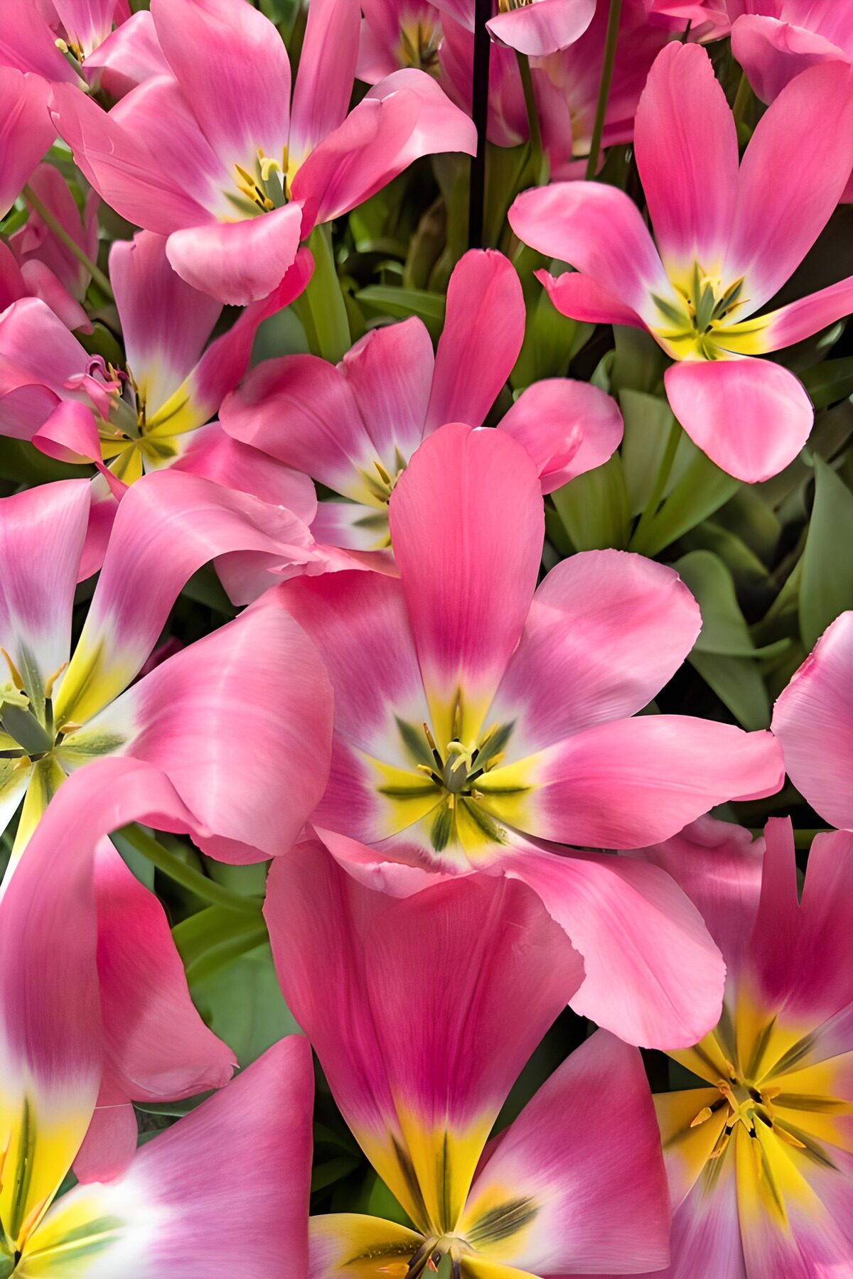 Vibrant Pink Tulip Blooms