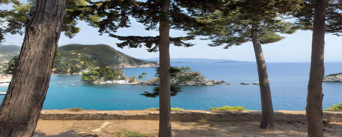 OCUK31605: Serene Coastal View Among the Pines
