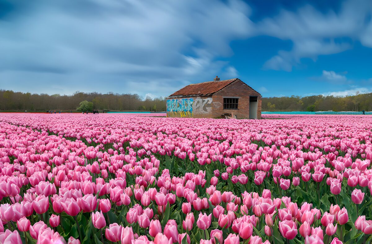 OCUK21560: Blooming Tulip Field with Abandoned Shed