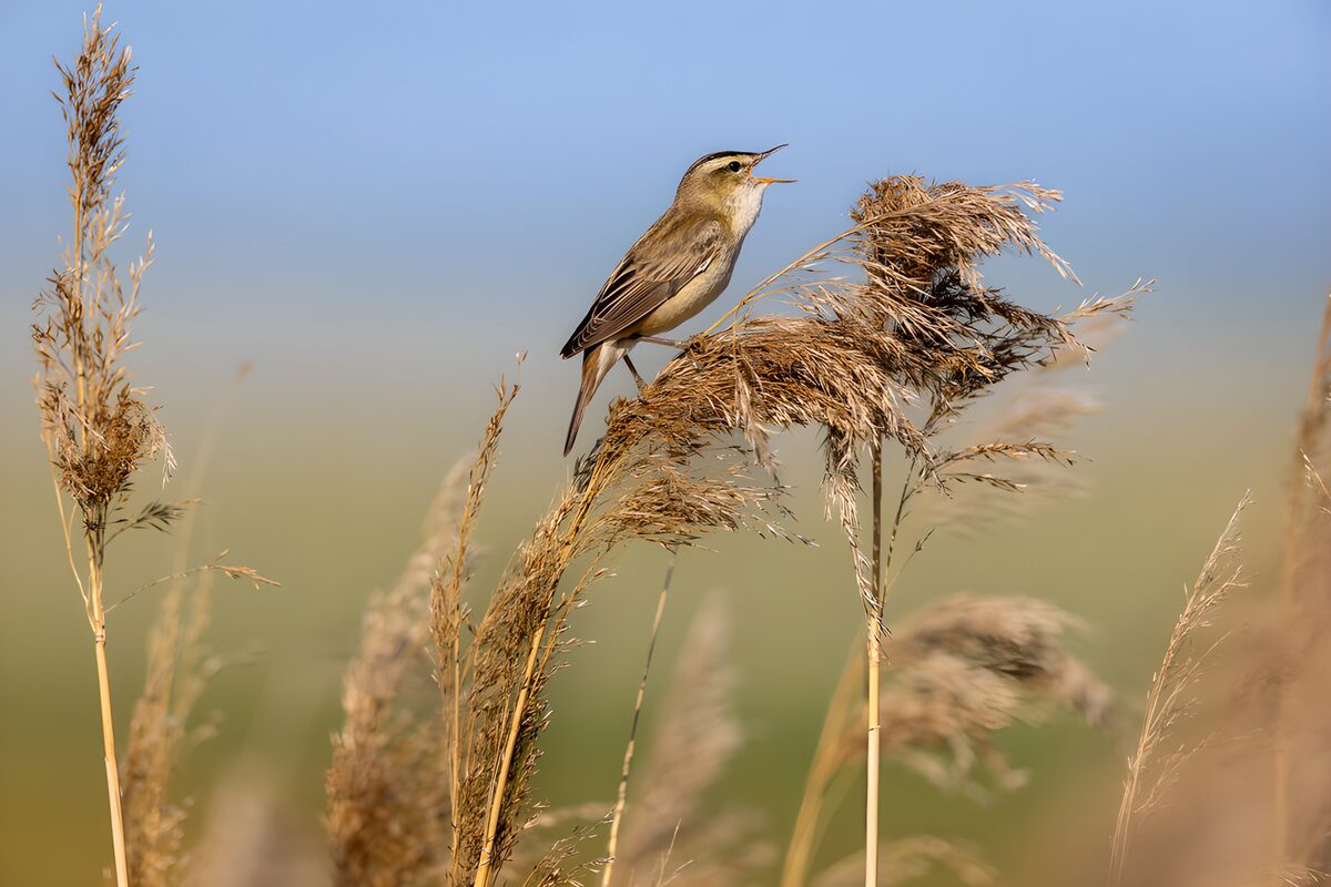 OCUK68578: Small Bird Singing on Reed