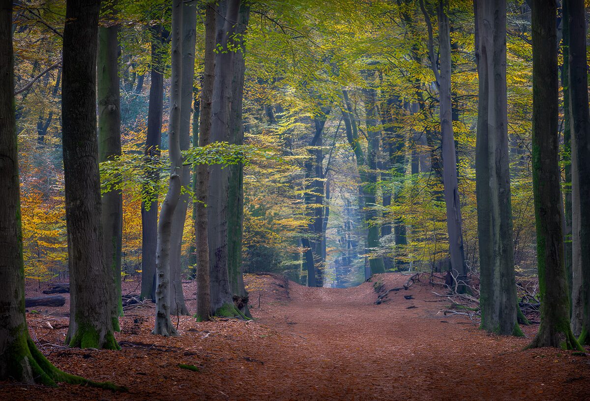 OCUK69989: Enchanted Autumn Forest Path