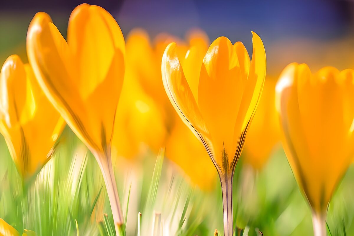 Dreamy yellow crocus