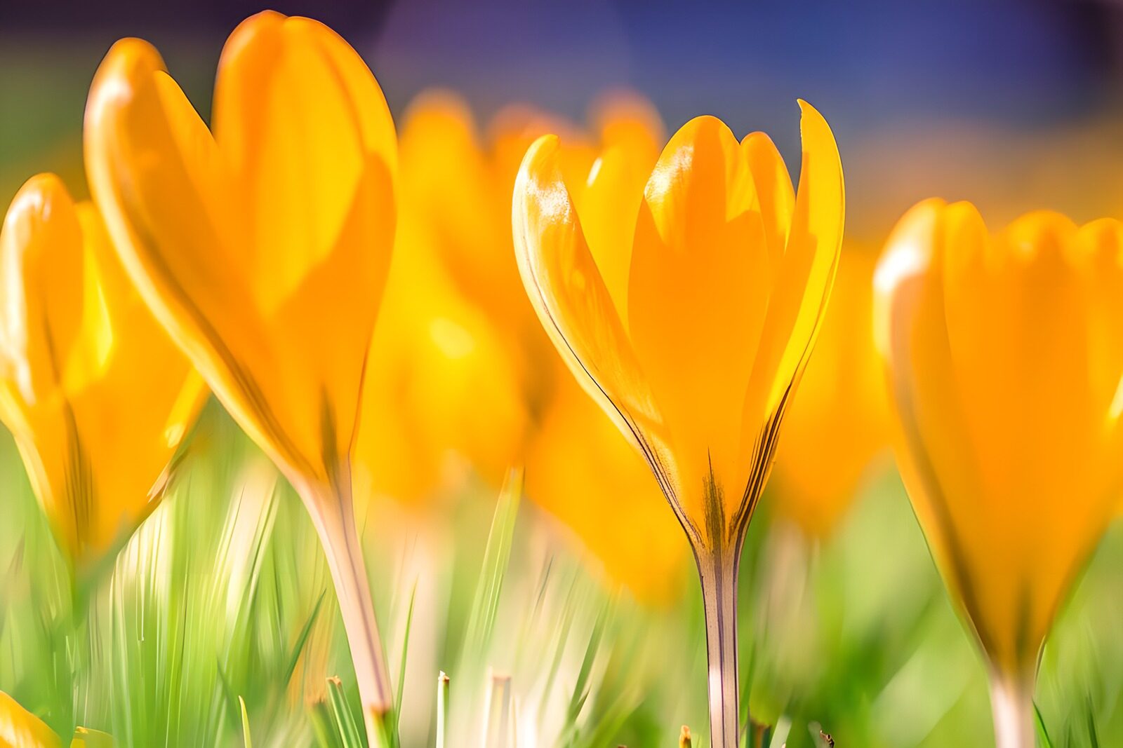 OCUK48502: Dreamy yellow crocus