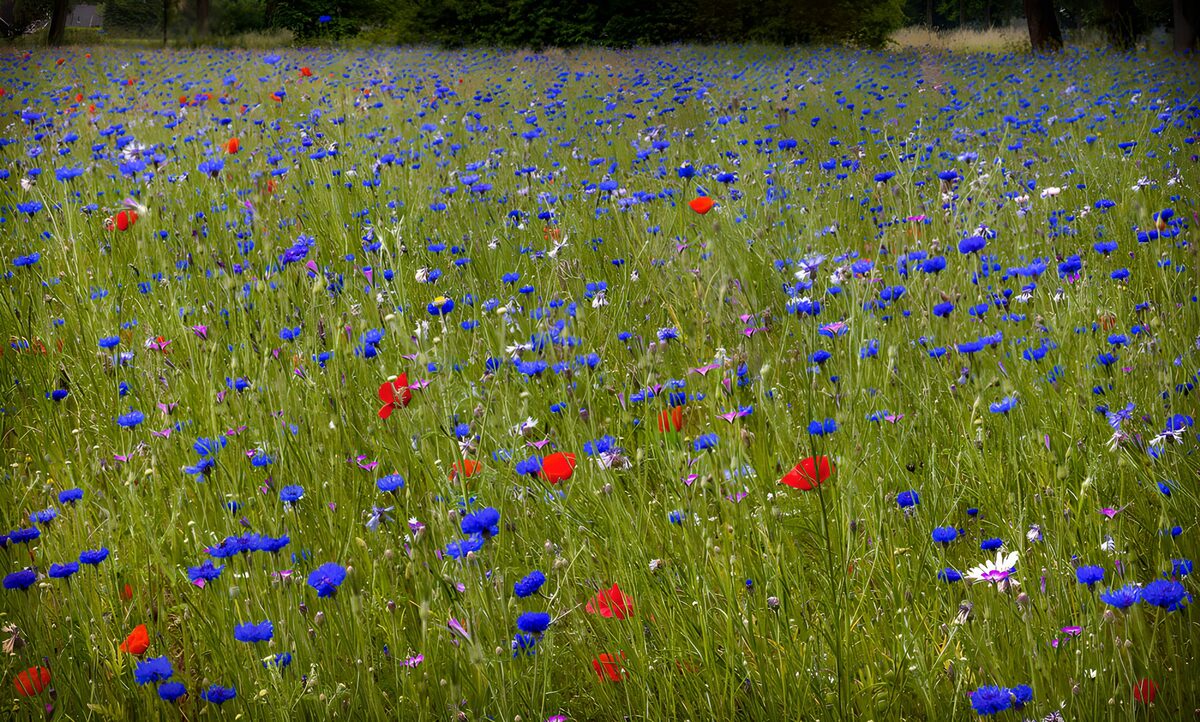 OCUK30444: Colorful Wildflower Meadow