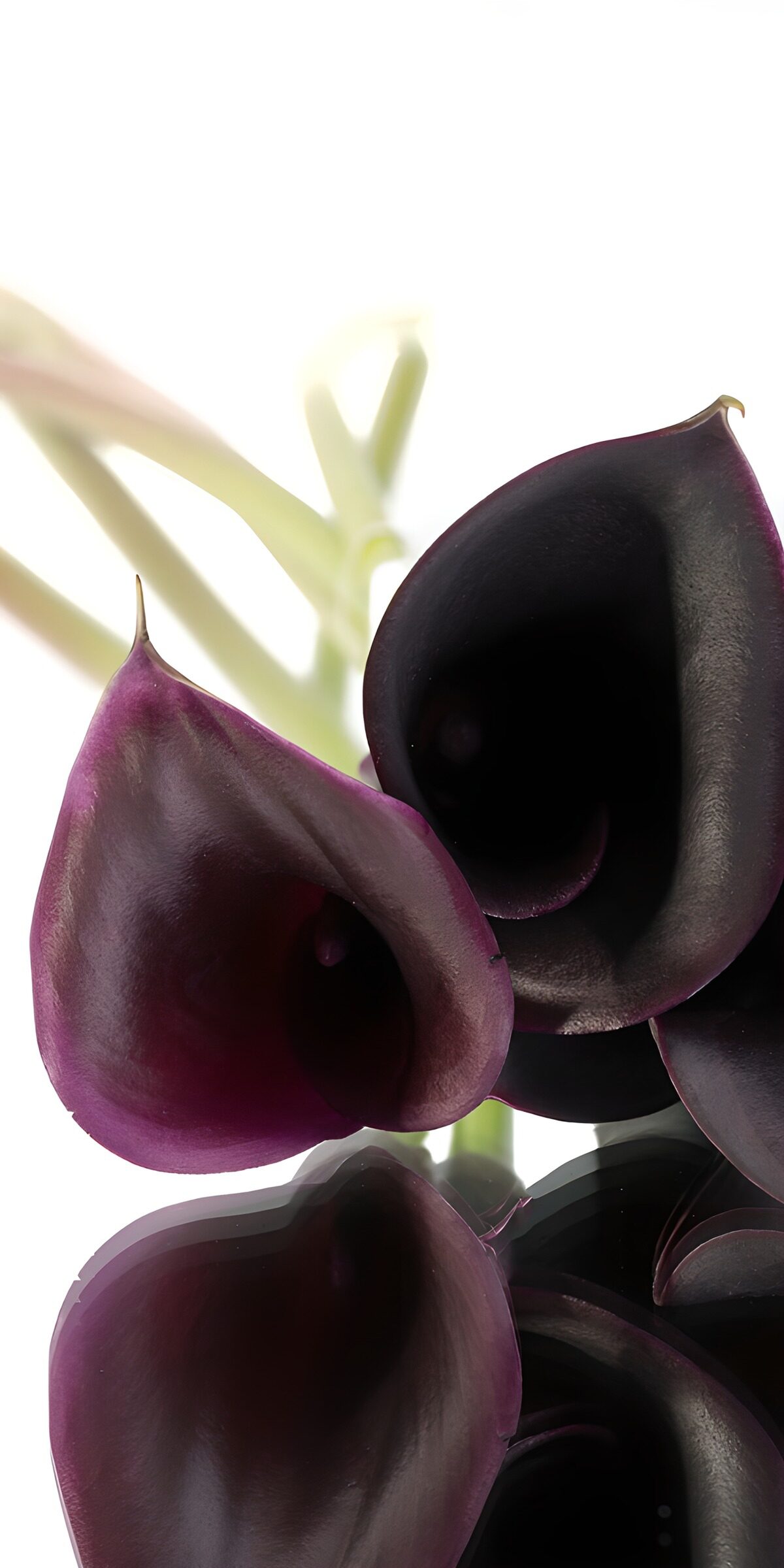 OCUK17658: Elegant Dark Calla Lilies