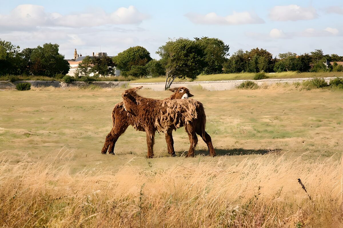 OCUK13353: Two Cows in a Meadow