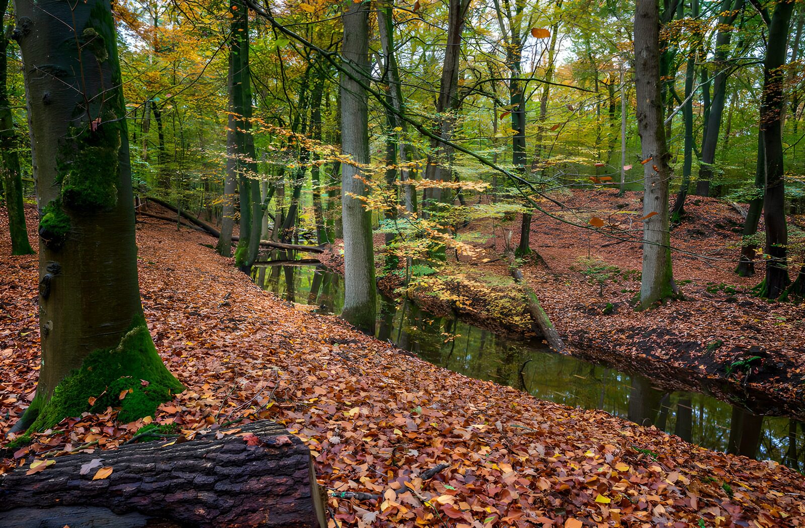 OCUK76561: Autumn Serenity in the Forest