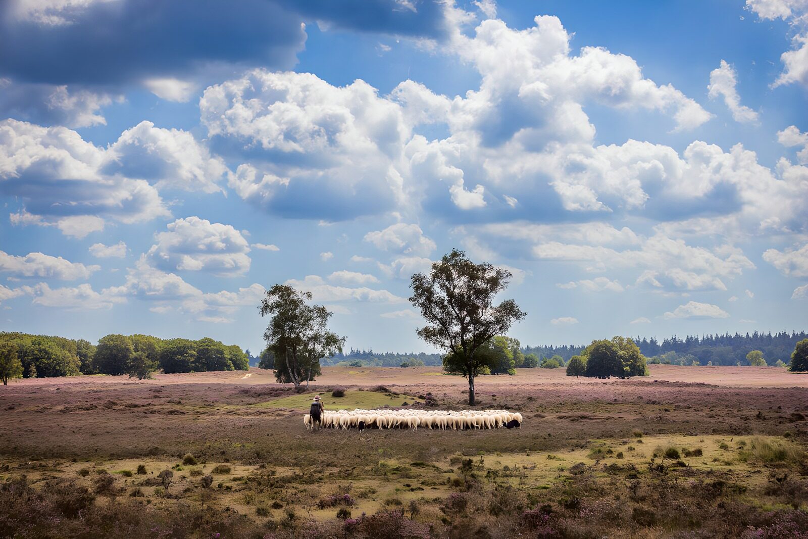 OCUK85567: Serene Meadow with Sheep and Sky