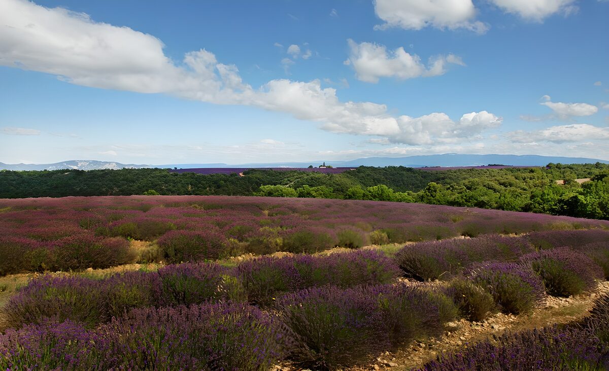 Lavender Fields Under Blue Skies