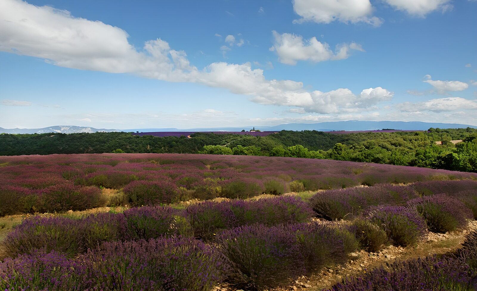 OCUK64992: Lavender Fields Under Blue Skies