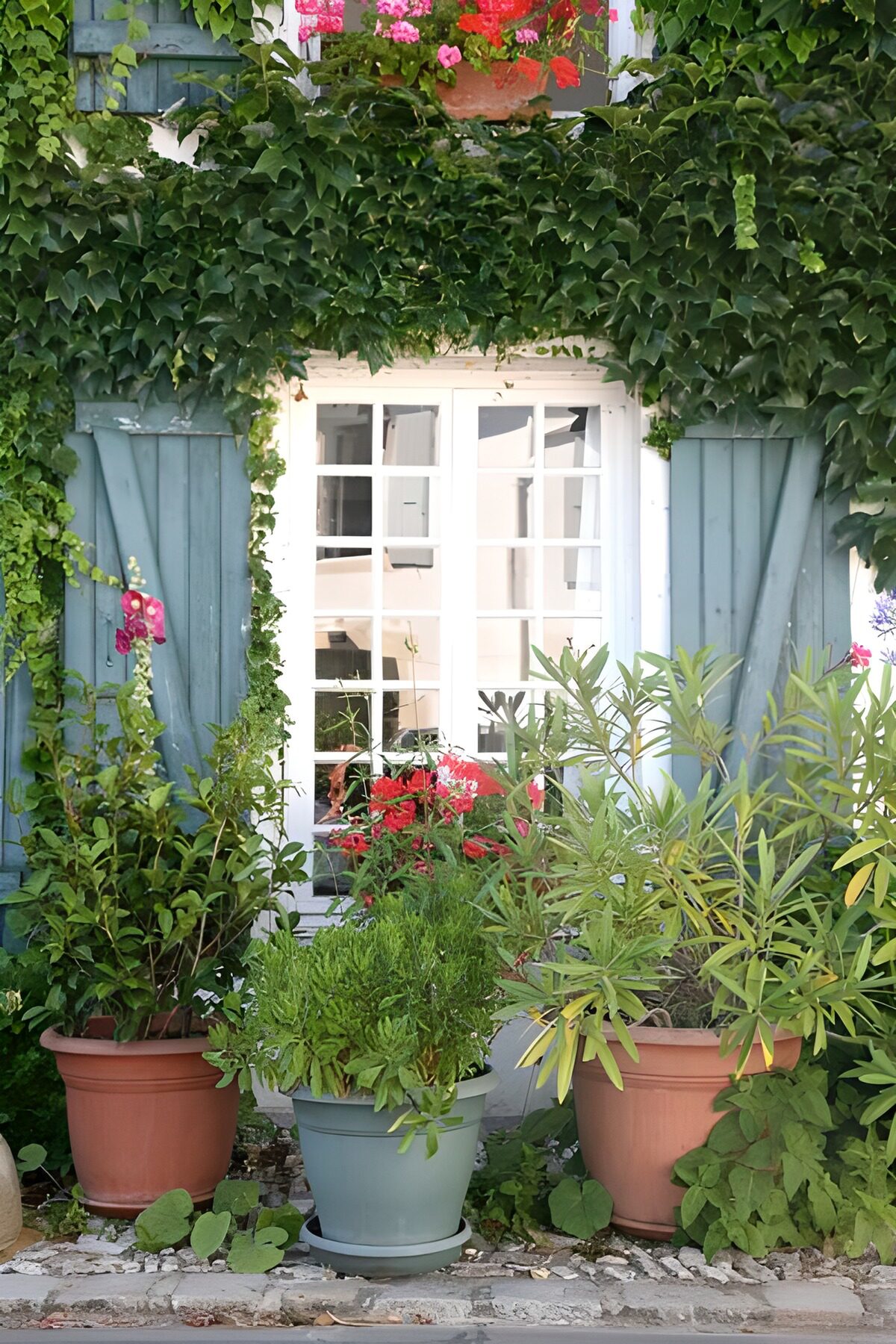OCUK36991: Plants and flowers next to open shutters with ivy