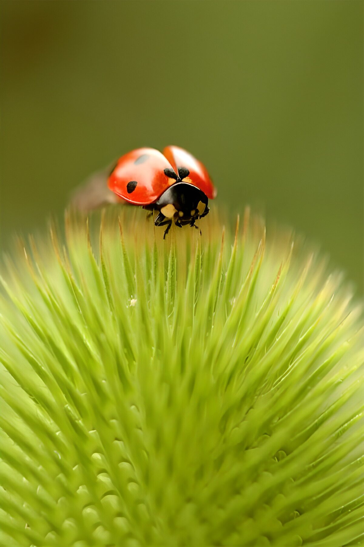OCUK52992: Ladybug on a Green Flower Bud