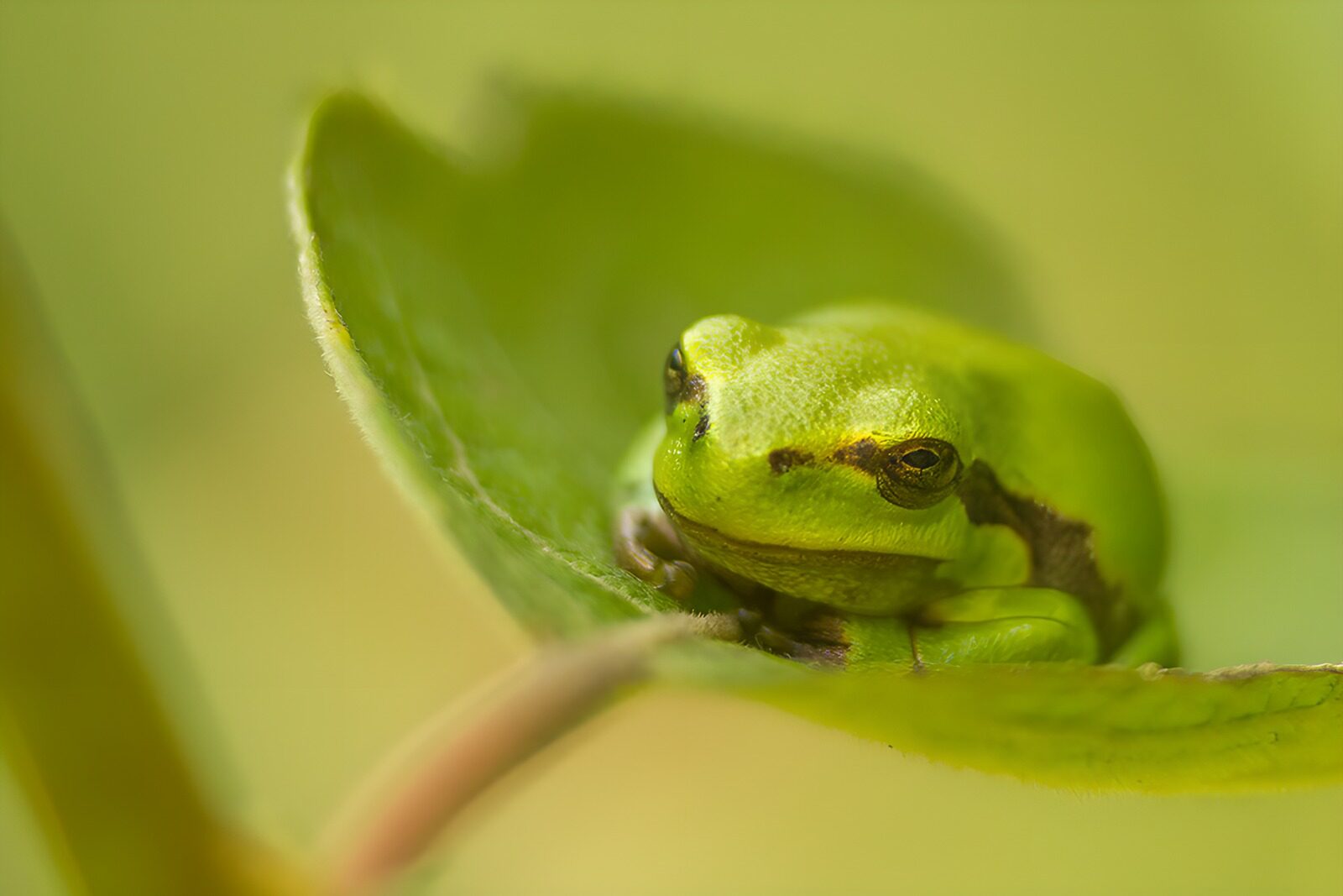 OCUK71749: Calm Green Frog on Leaf
