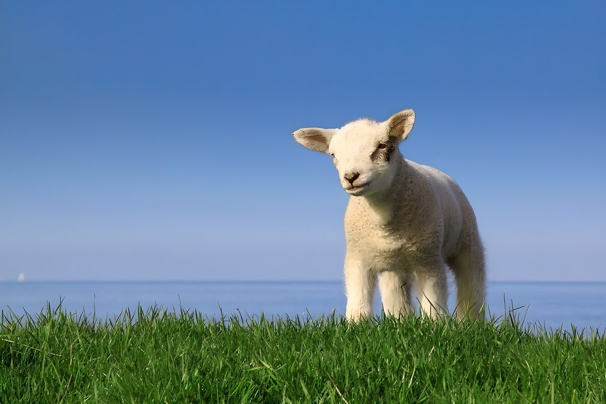 Lamb on top of the dike