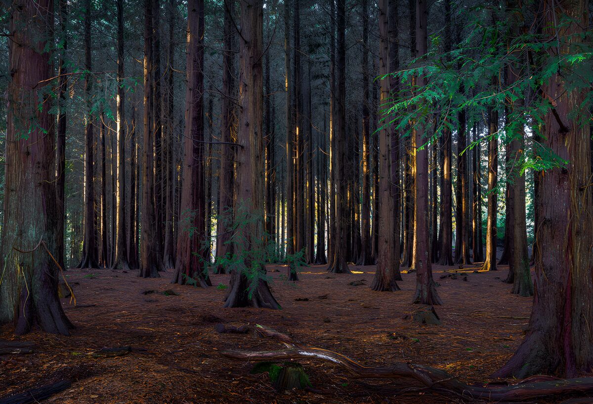 OCUK75348: Enchanted Forest at Dusk