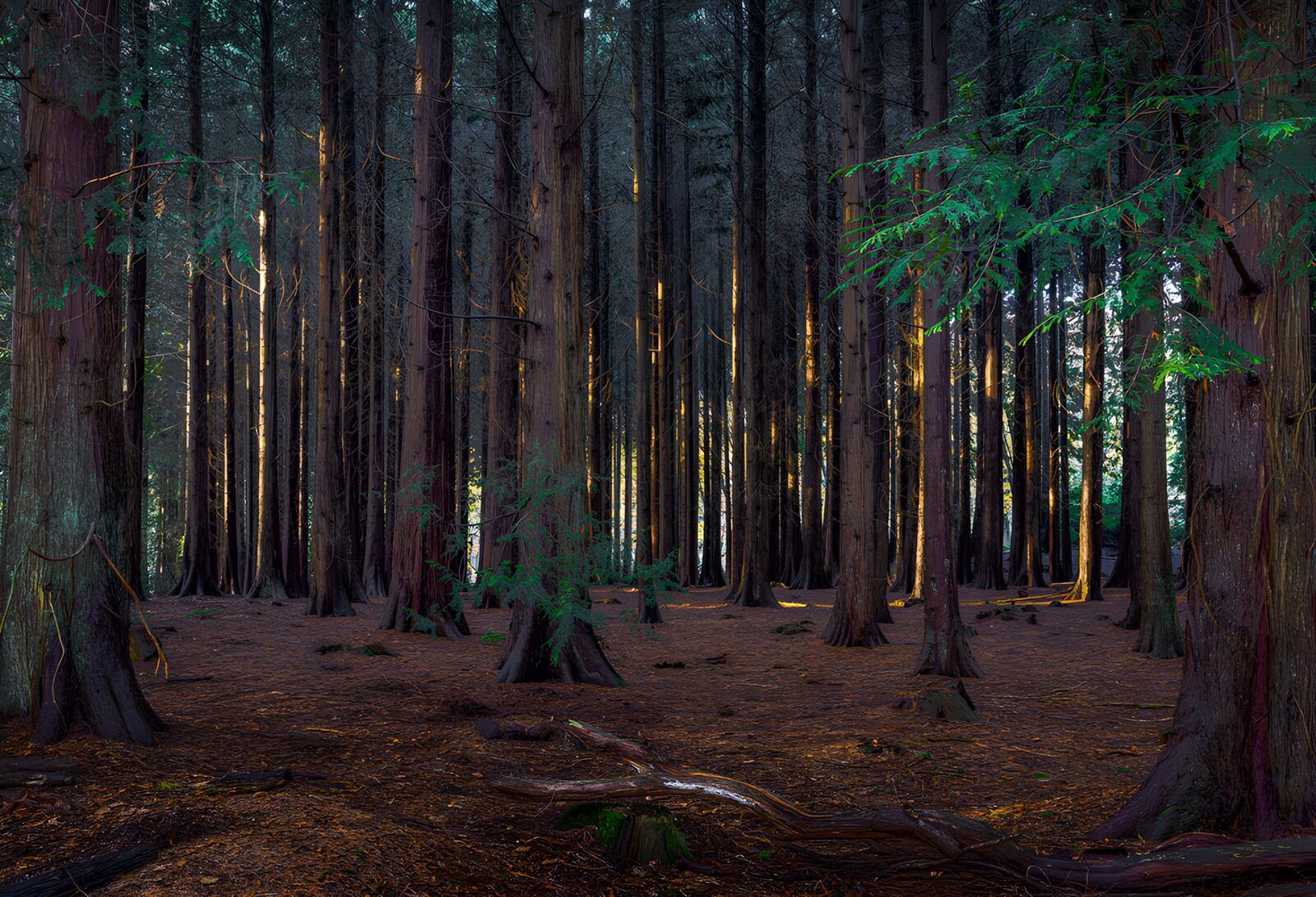 OCUK75348: Enchanted Forest at Dusk