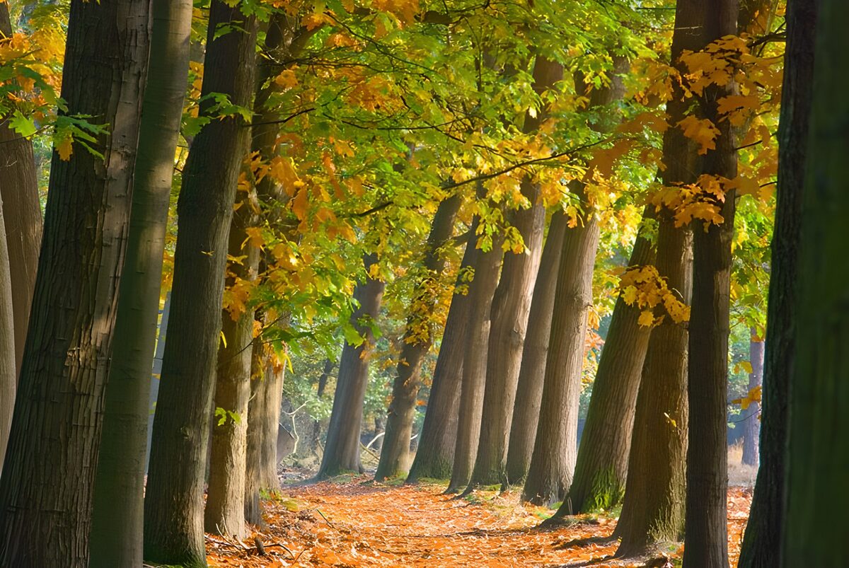 OCUK69194: Forest & Parks 37