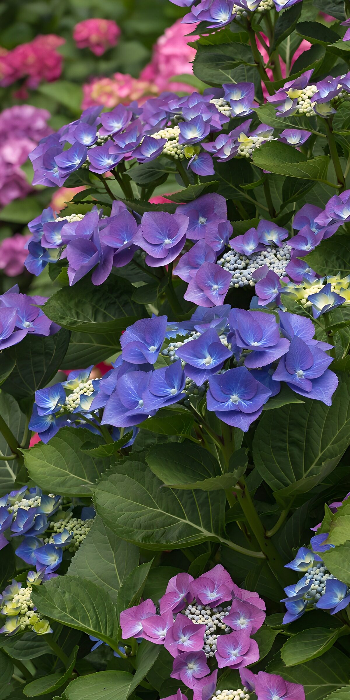 OCUK76757: Vibrant Hydrangea Blossoms in Bloom