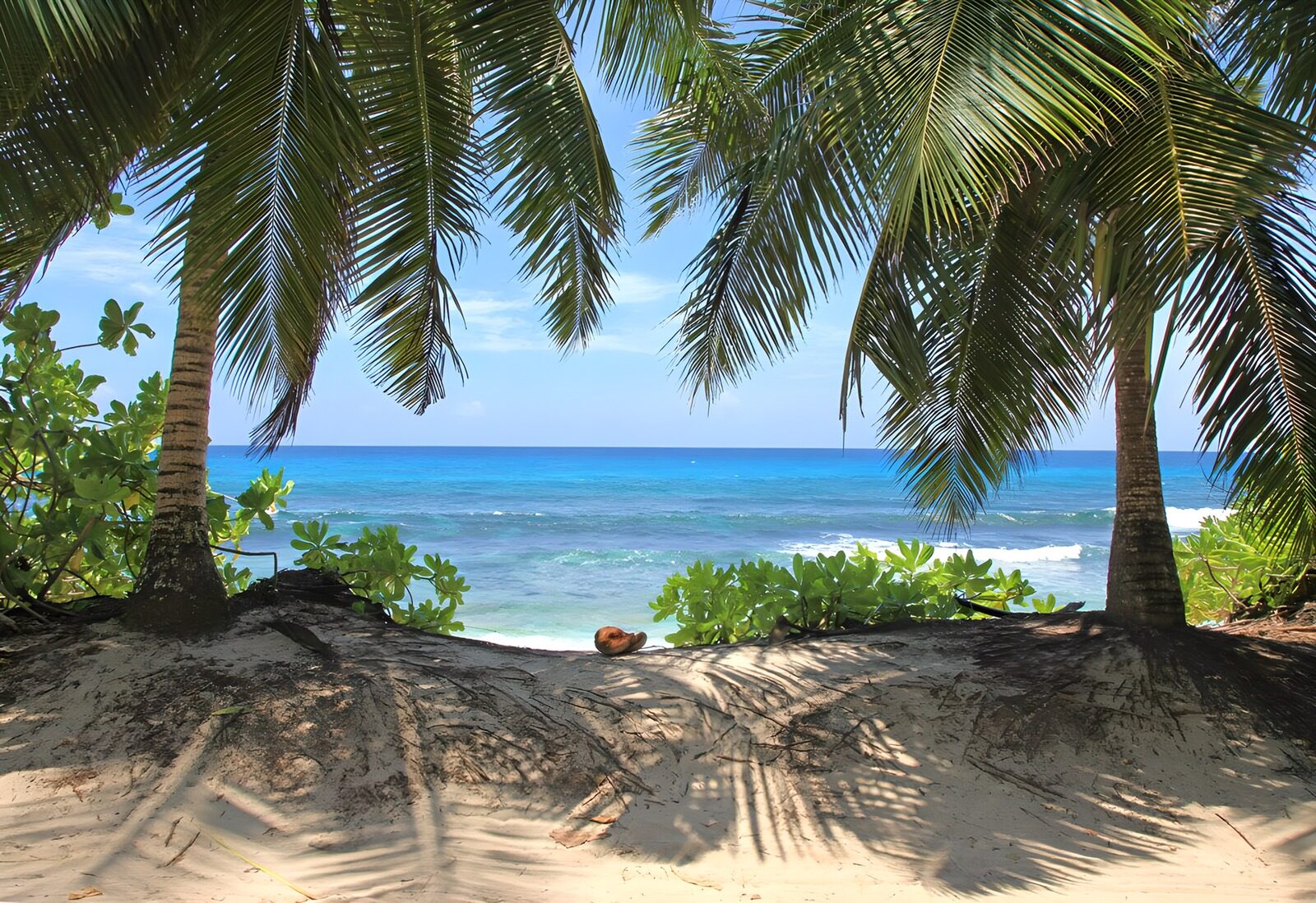OCUK57114: Serene Beach View Through Palm Trees