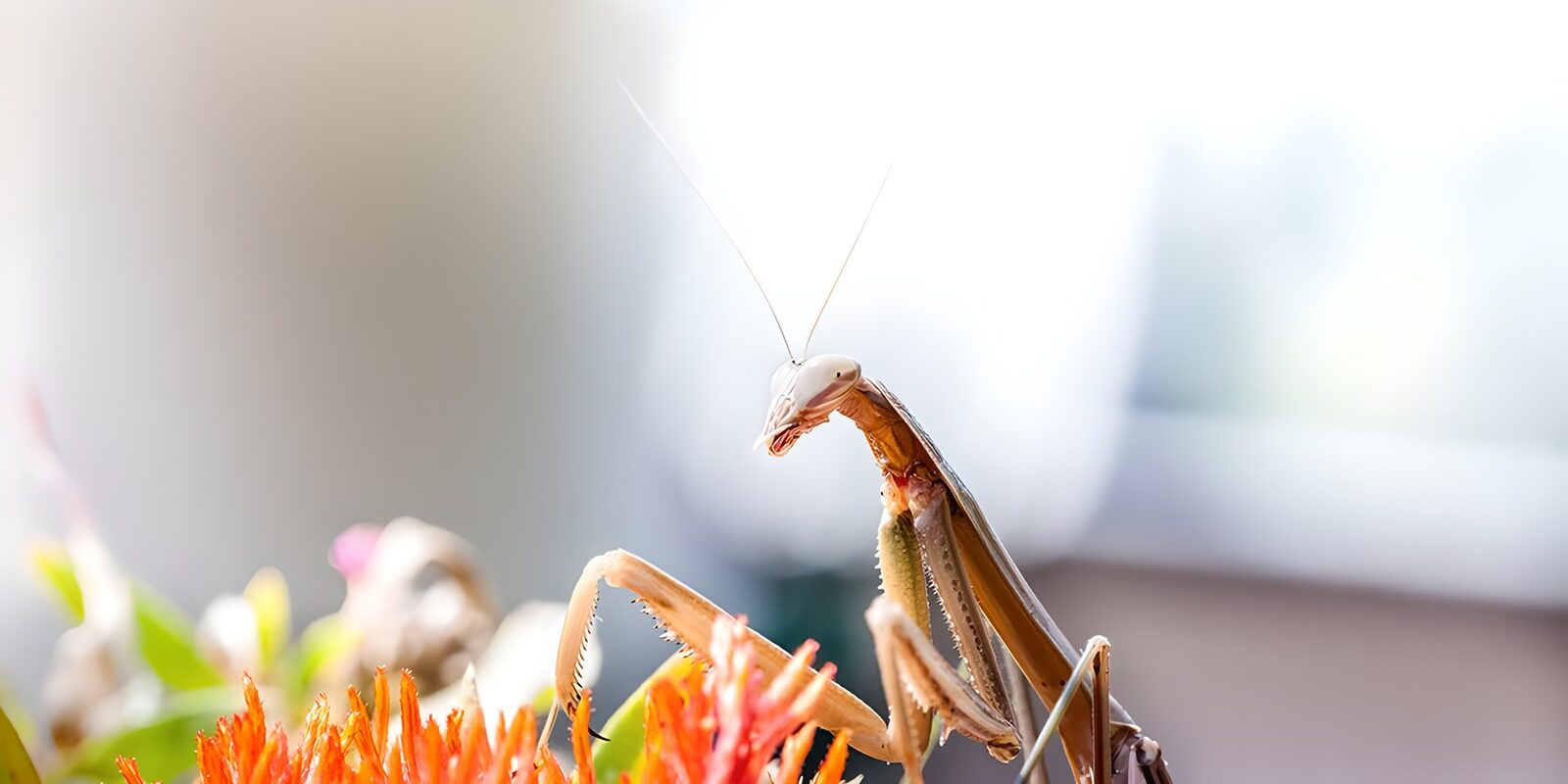 OCUK40573: Praying Mantis Among Blooming Flowers