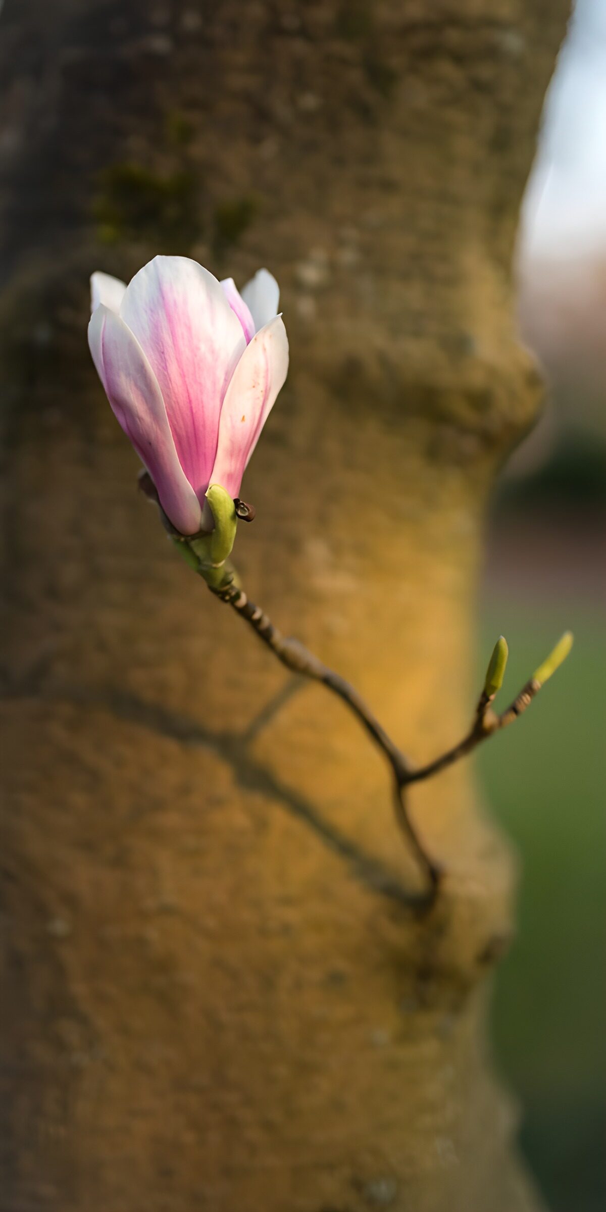 OCUK77831: Elegant Magnolia Blossom