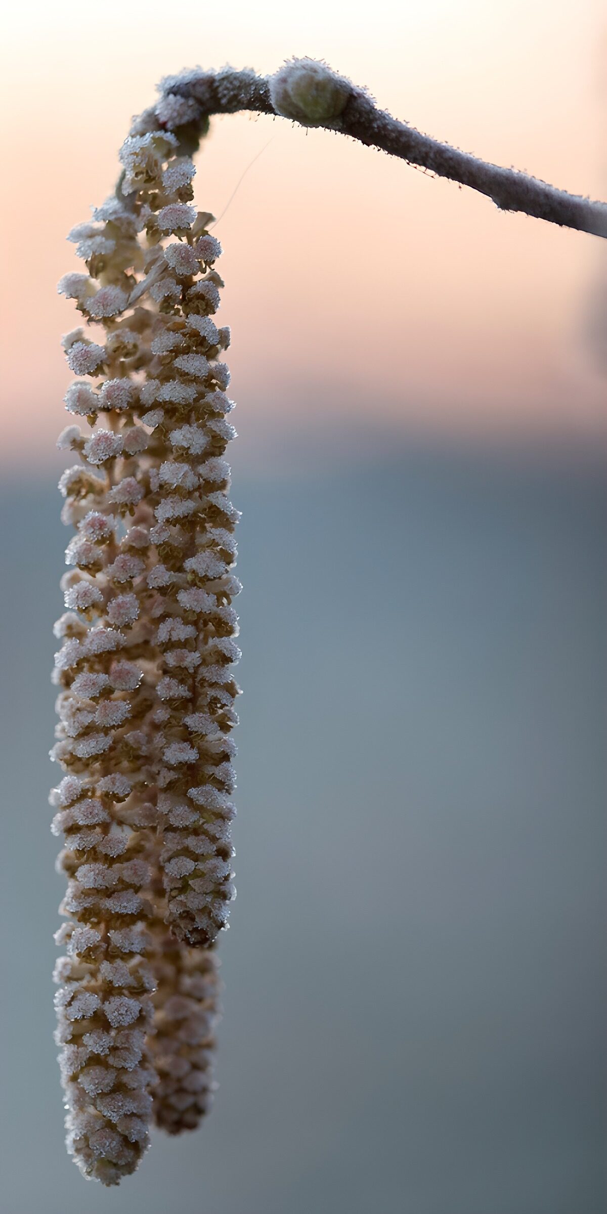 OCUK60785: Frosty Blossom at Dawn