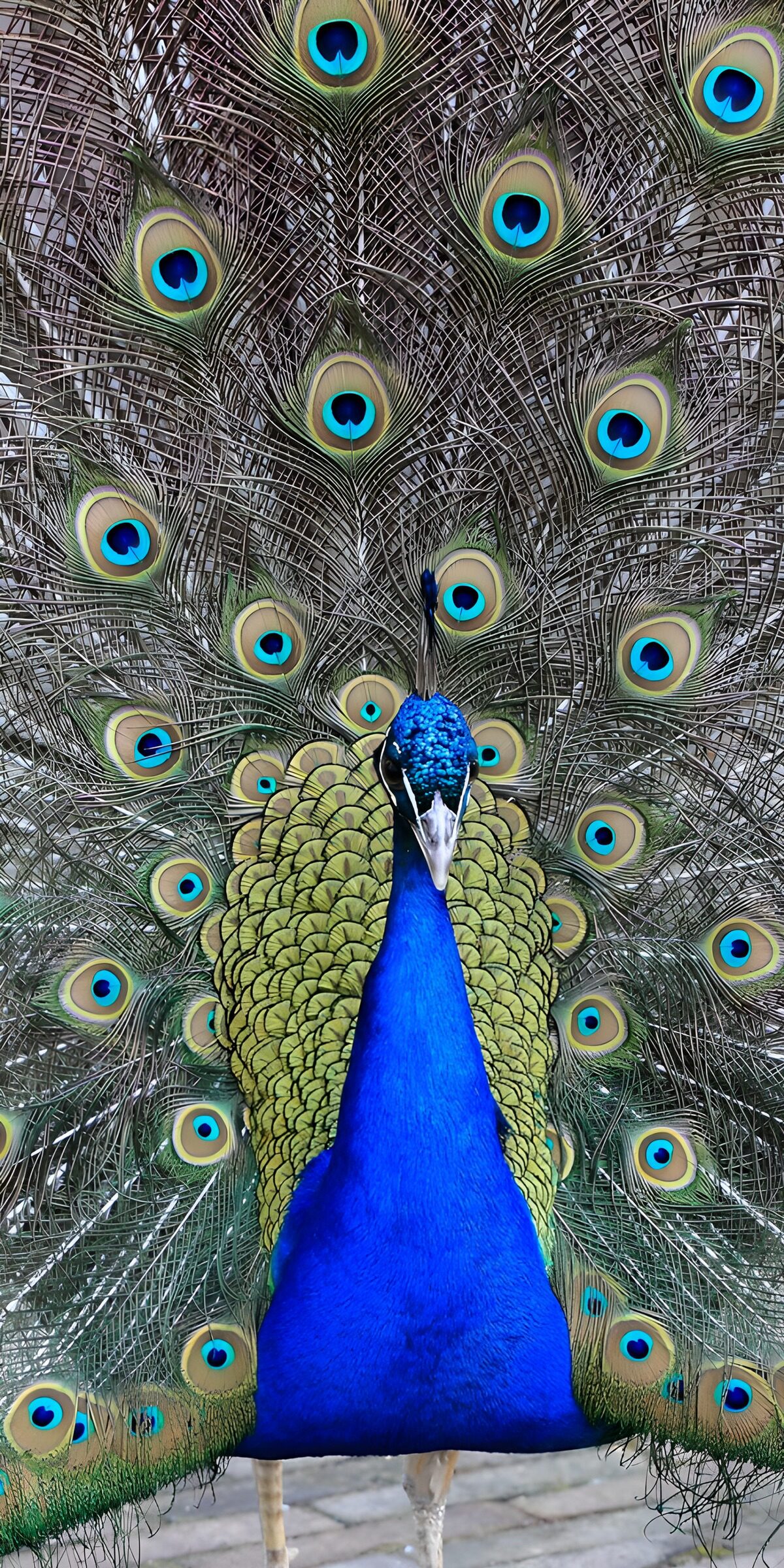 OCUK97572: Majestic Peacock Display