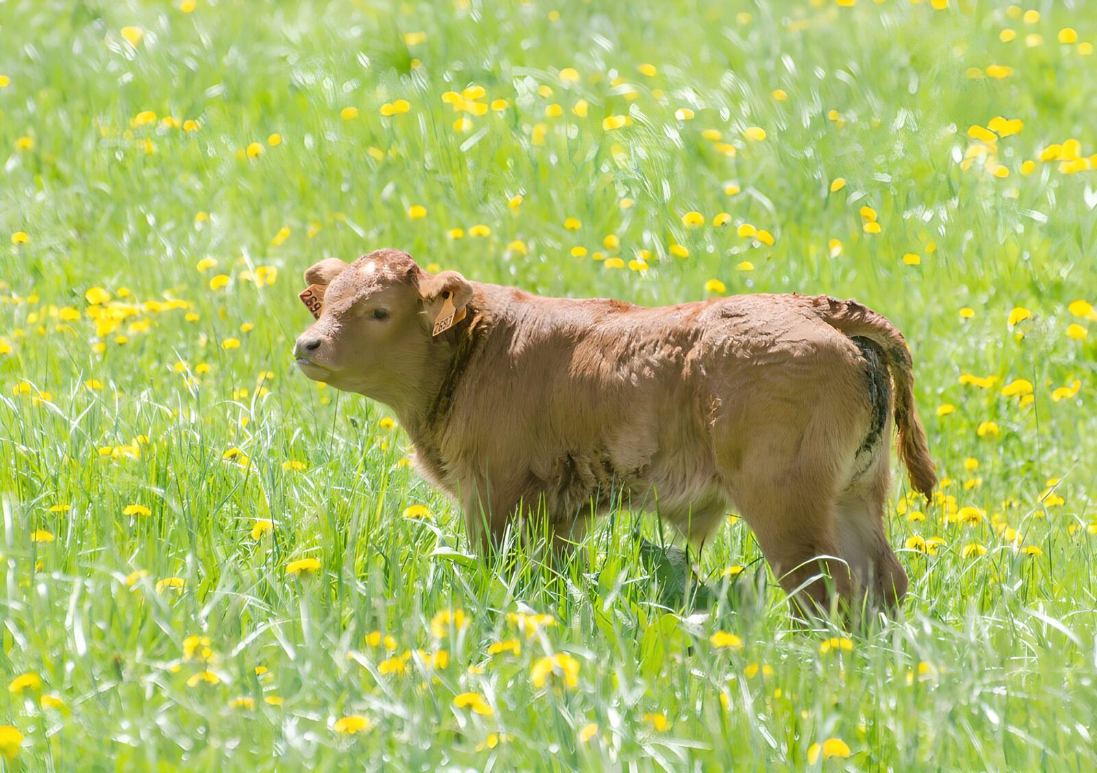 OCUK69010: Playful Calf in Vibrant Meadow