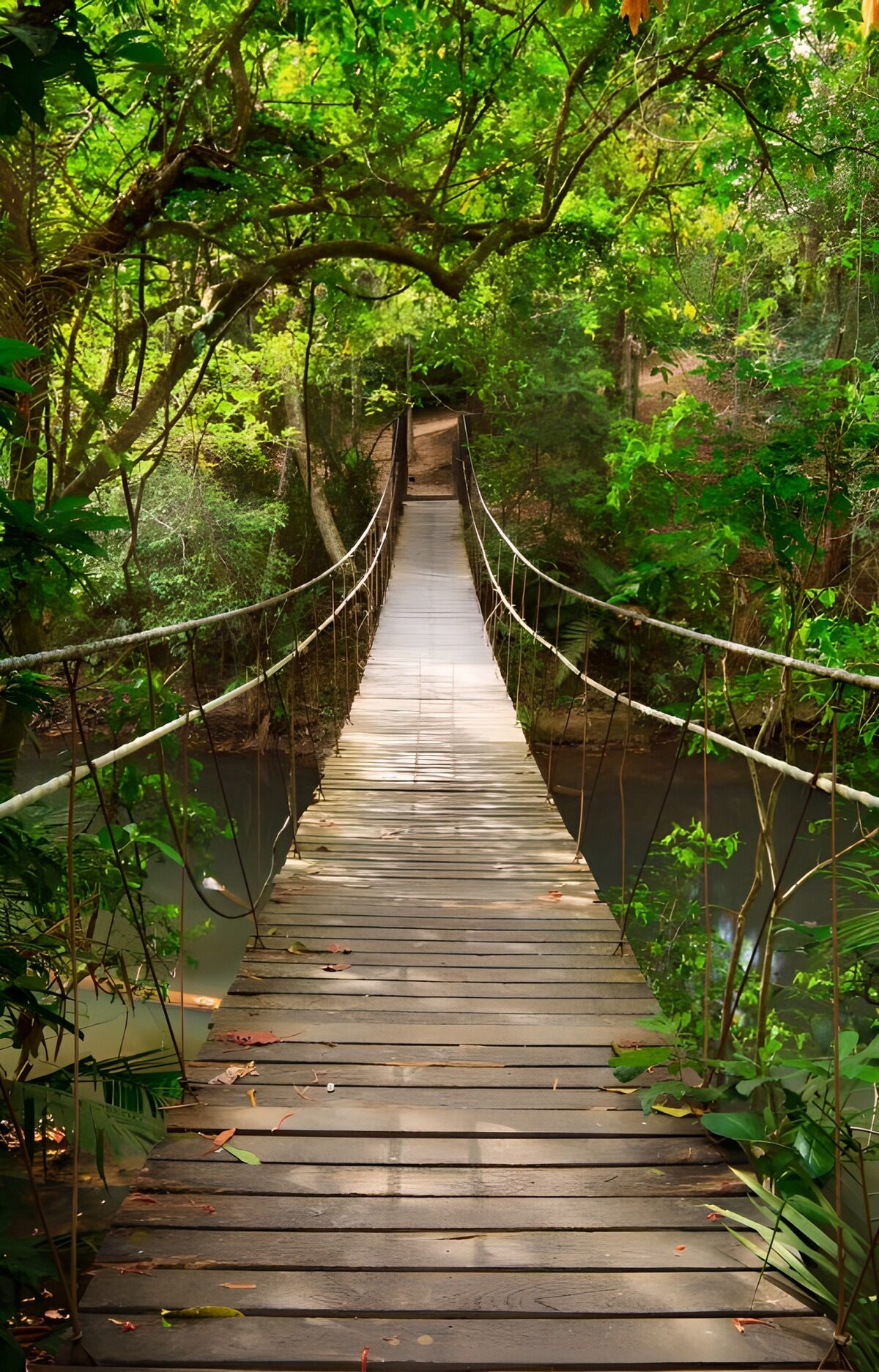 OCUK19556: Tranquil Jungle Bridge