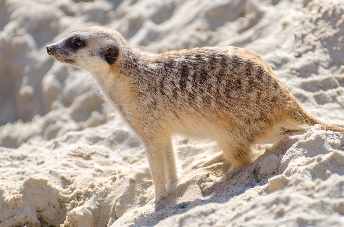 OCUK91691: Curious Meerkat in the Sand