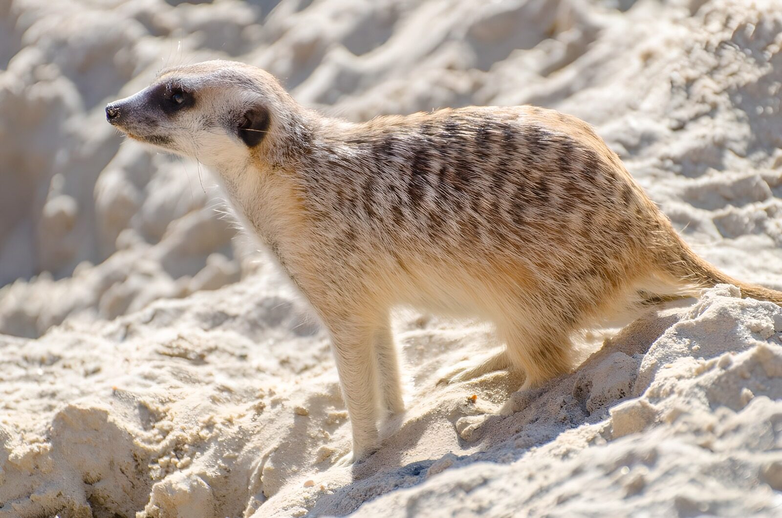 OCUK91691: Curious Meerkat in the Sand