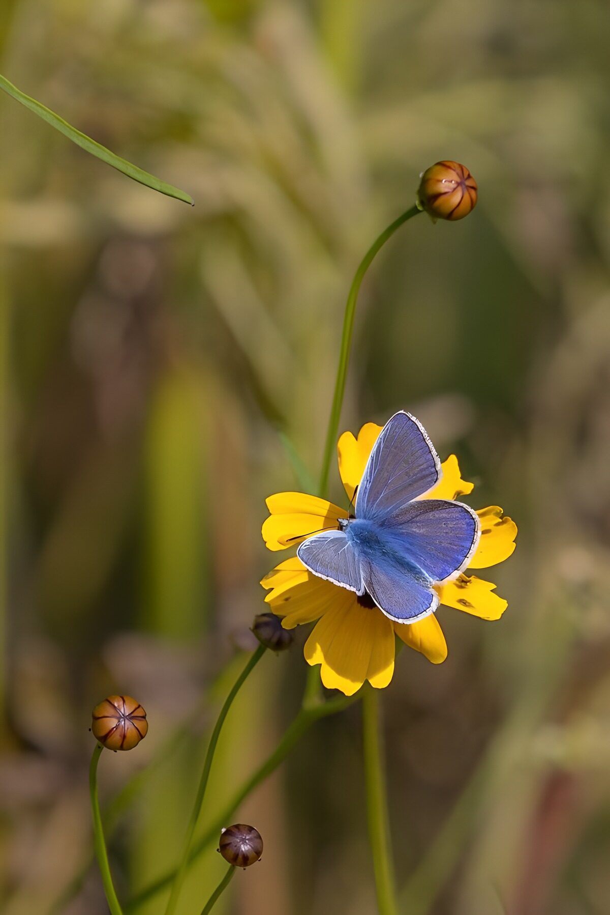 OCUK60384: Vibrant Blue Butterfly on Yellow Flower
