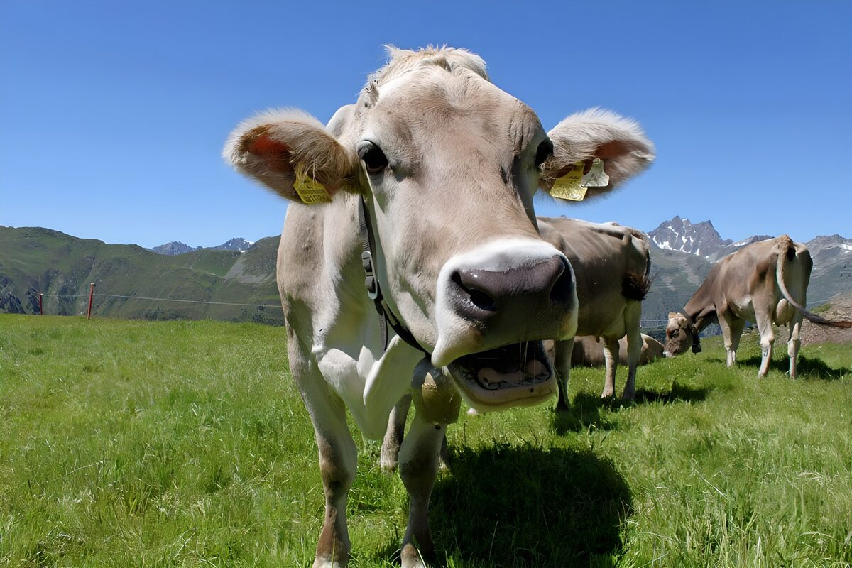 Head of cow in meadow in the Alps