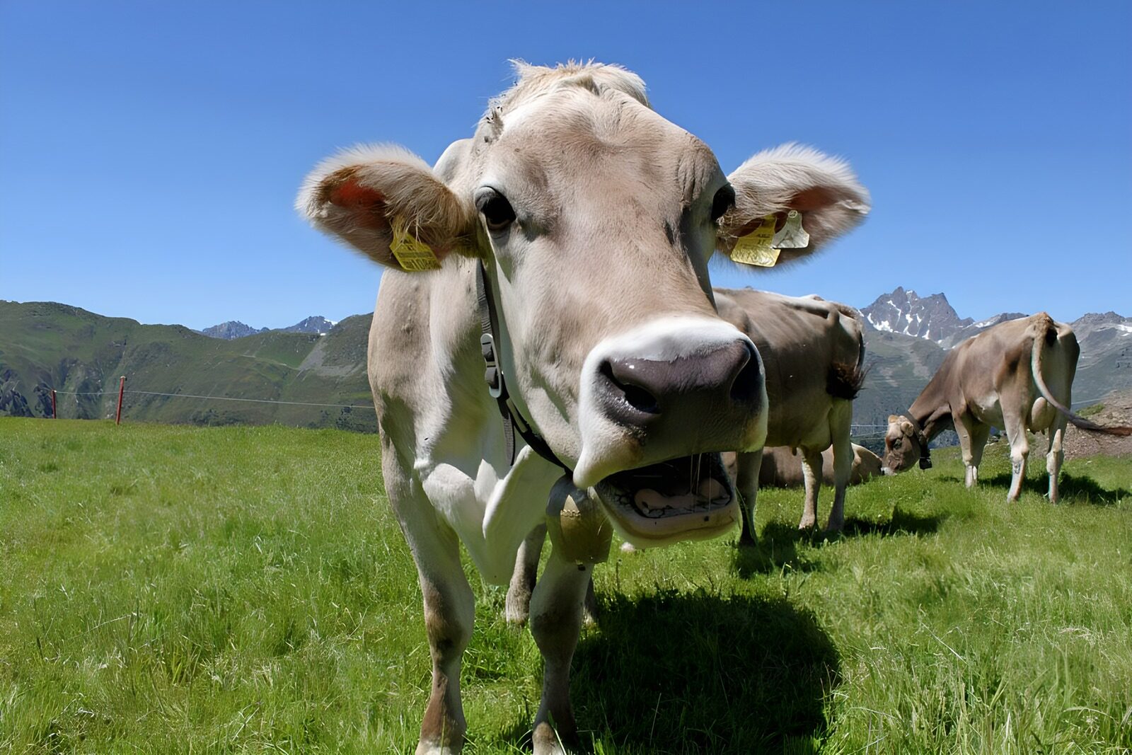OCUK67938: Head of cow in meadow in the Alps
