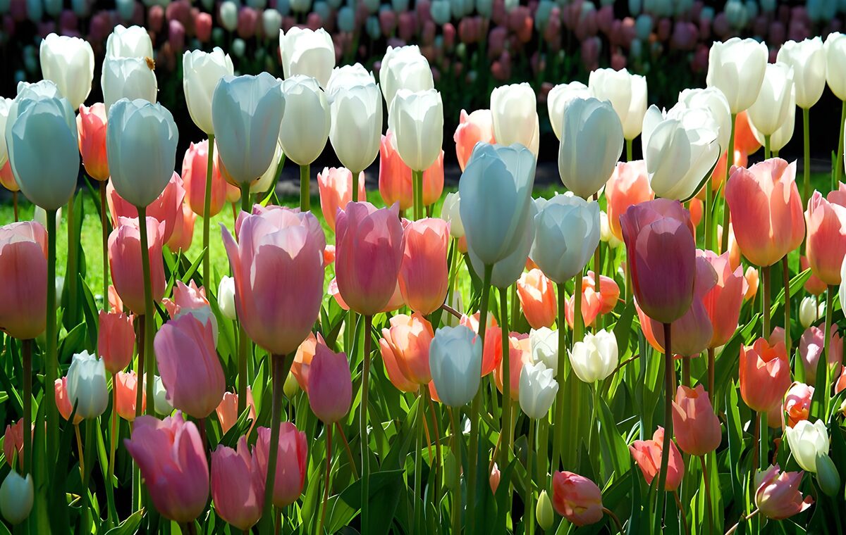 OCUK63414: Vibrant Tulip Garden in Full Bloom
