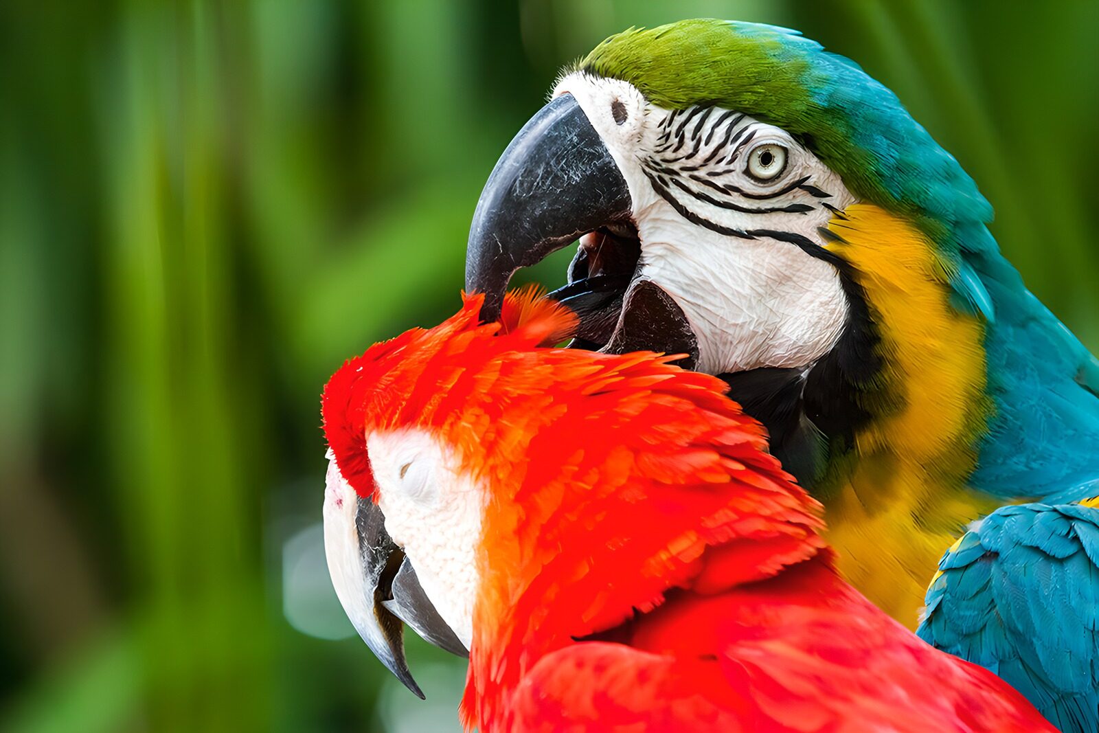 OCUK16760: Colorful Parrots Sharing a Moment