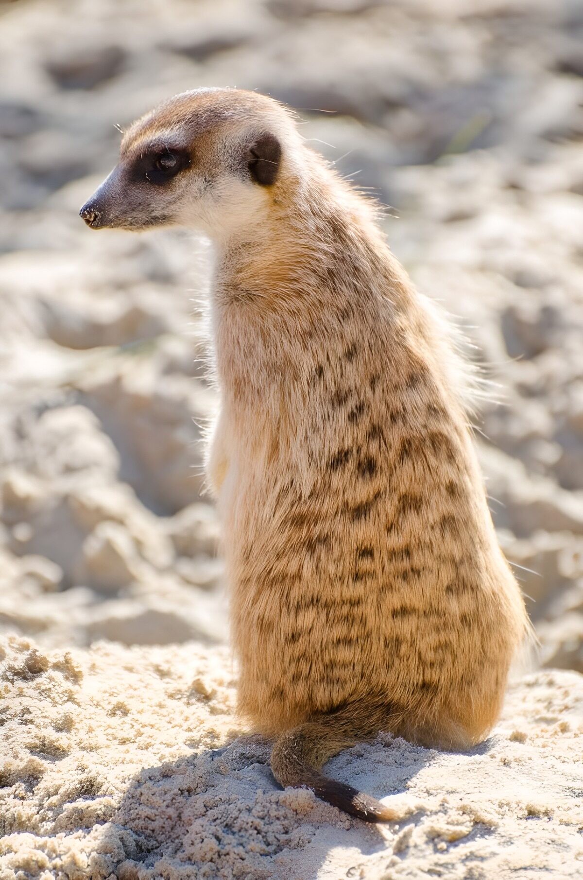 OCUK11407: Curious Meerkat in the Sun