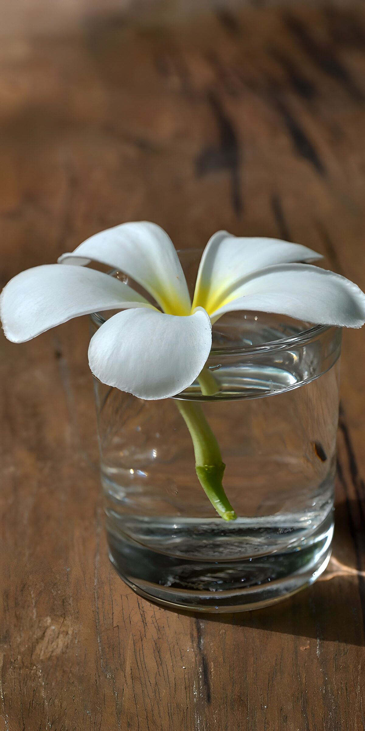OCUK82291: Elegant White Flower in Water