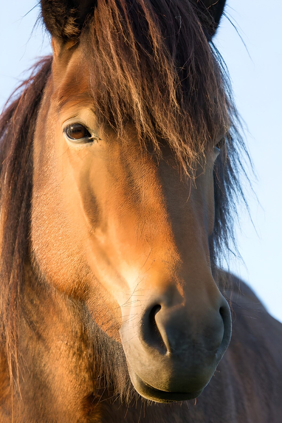 OCUK33751: Majestic Horse Portrait