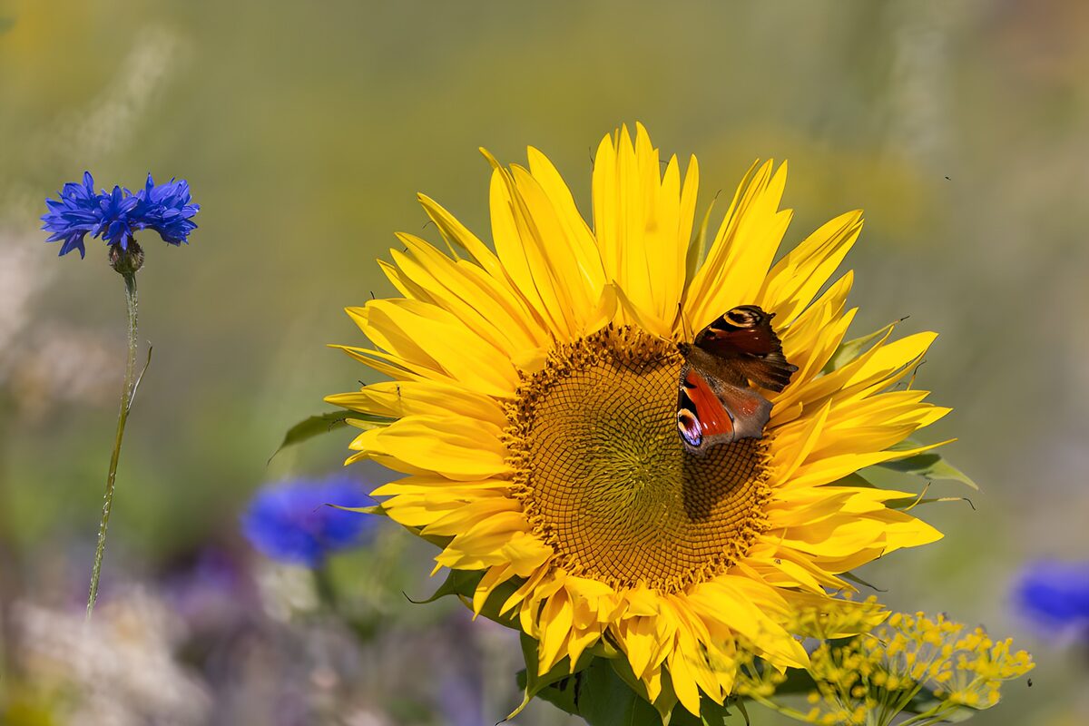 OCUK94357: Butterfly on a Vibrant Sunflower