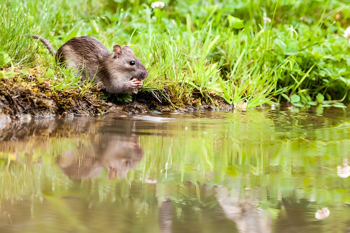 OCUK61944: Charming Reflective Moment by the Water