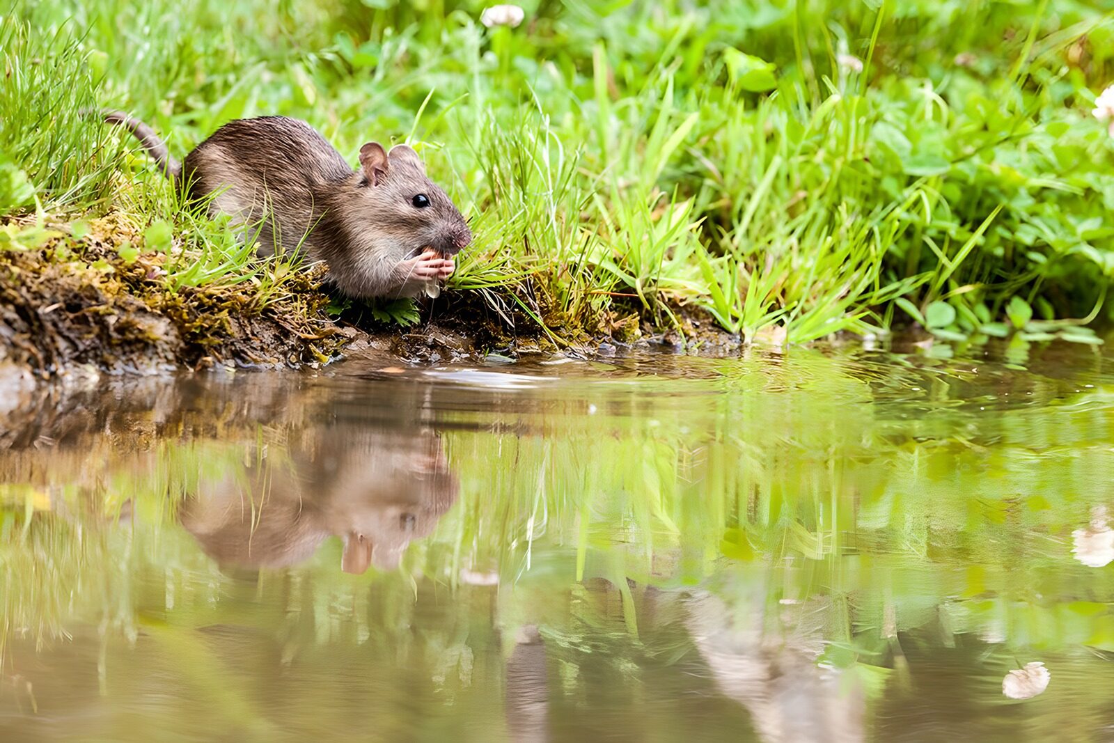 OCUK61944: Charming Reflective Moment by the Water