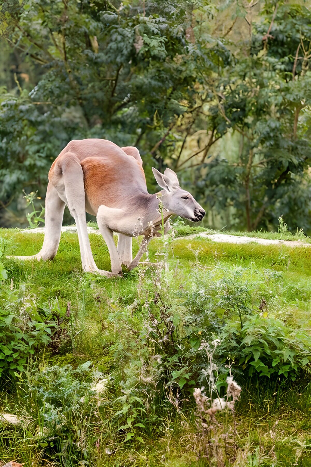 OCUK42095: Grazing Kangaroo in Greenery