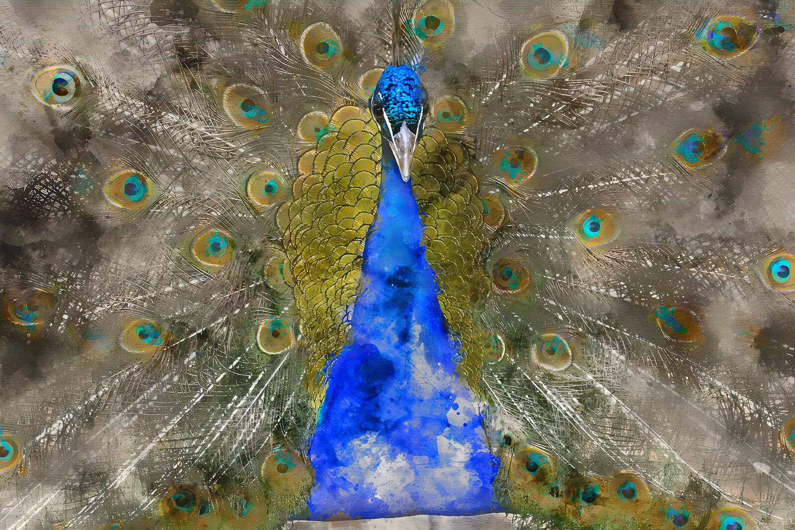 OCUK92666: Majestic Peacock in Vibrant Colors
