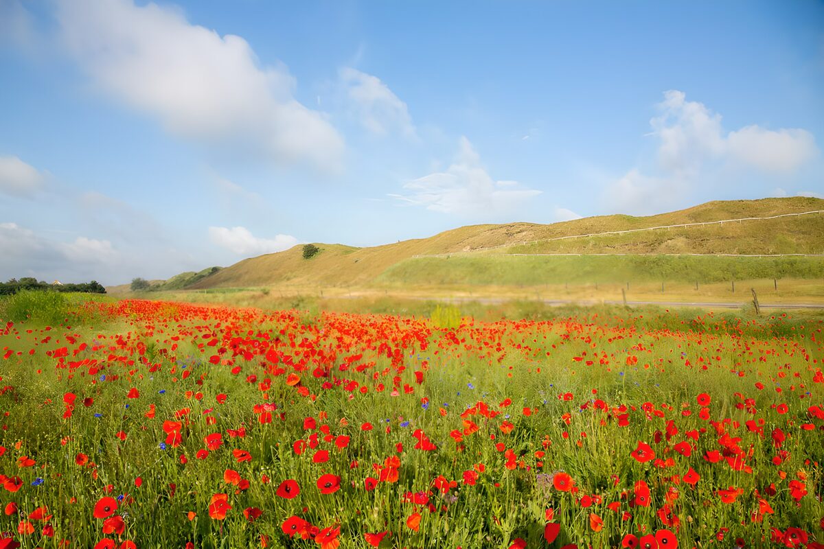 OCUK89156: Vibrant Poppy Field Under Blue Sky