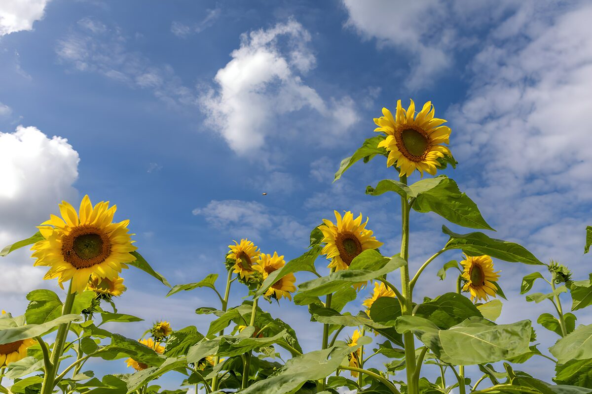 OCUK91322: Sunflowers Under a Blue Sky