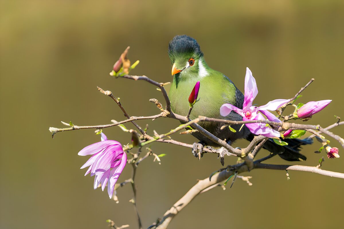 OCUK20371: Colorful Bird Among Blossoms