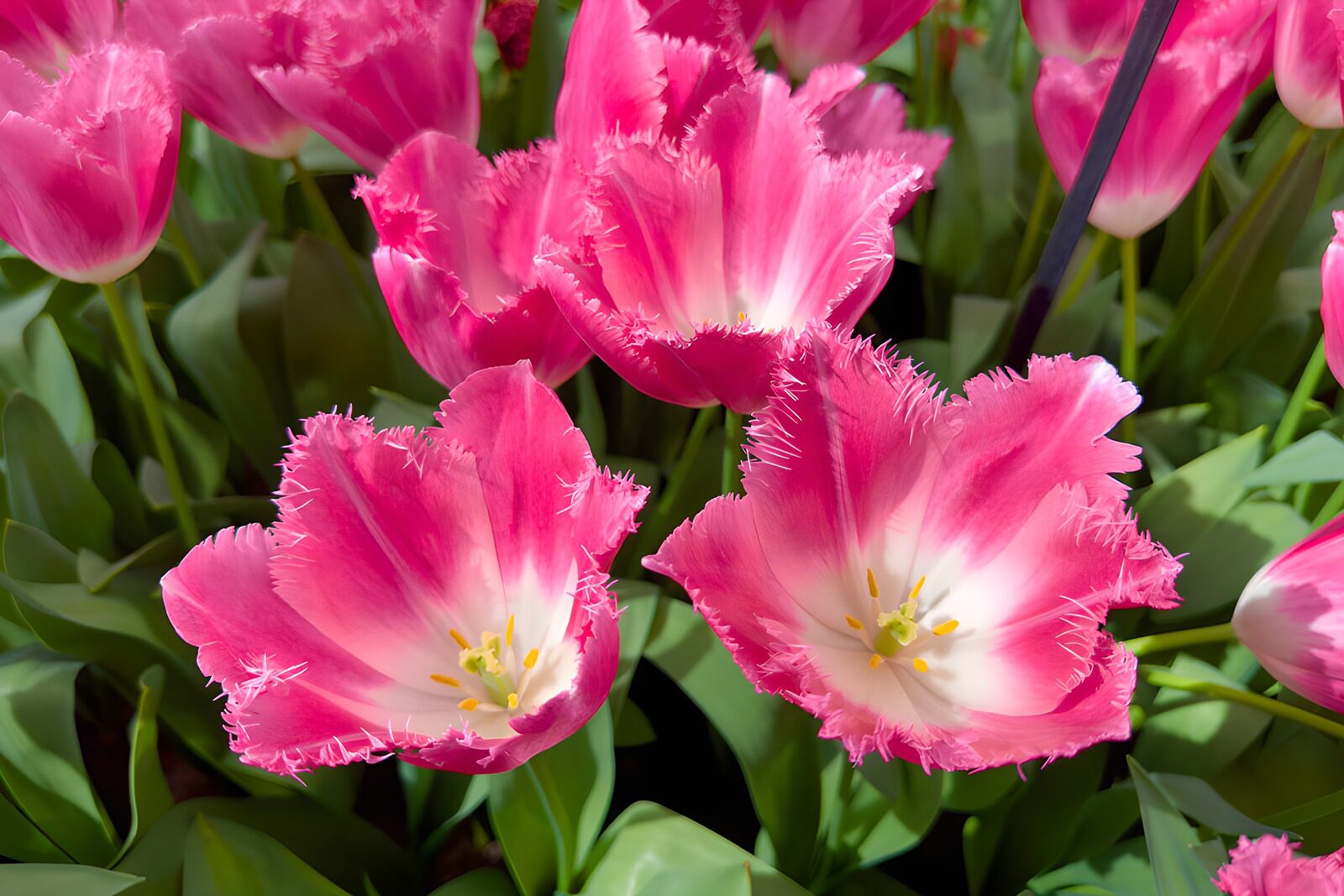 OCUK93271: Vibrant Pink Fringed Tulips in Bloom